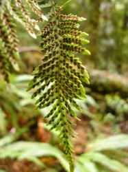 Notogrammitis heterophylla. Abaxial surface of bipinnatifid fertile frond with elliptic sori.
 Image: L.R. Perrie © Te Papa CC BY-NC 3.0 NZ